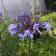 Agapanthus Hybrid 'Dr. Brouwer' Staude