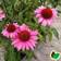 Echinacea Purpurea 'Magnus' Staude