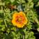 Potentilla Argyrophylla Staude