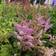 Astilbe chinensis Pumila Staude