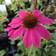 Echinacea Pure .'Wild Berry' Staude