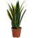 Very Sansevieria Golden Flame Artificial Plant