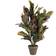 Mica Decorations Croton Green/Grey Artificial Plant