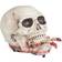 Joker Halloween Crawling Skull
