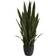 Nearly Natural Sansevieria Artificial Plant