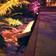 Philips Hue Amarant WACA EU Markbelysning