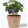 Homescapes Basil Artificial Plant