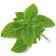 Veritable Organic Dwarf Basil Lingot Plantesæt