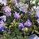 Anemone Nemorosa Robinsoniana Staude