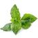 Veritable Spearmint Lingot Plantesæt
