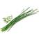 Veritable Organic Chives Lingot Plantesæt