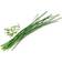 Veritable Organic Chives Lingot