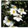 Anemone Japonica 'Honorine Jobert' Staude