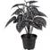 Mr Plant Silverranka Kunstig plante