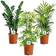 GardenersDream Indoor Plant Mix 3-pack