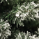 Nordic Winter Frost Artificial Green Juletræ 150cm