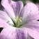 Geranium Hybrid 'Dreamland' Staude