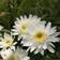 Leucanthemum Supberbum 'Wirral Supreme' Staude