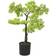 vidaXL Artificial Cypress Bonsai with Pot 60 cm Green Juletre 60cm