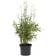 Cramers Blommor Bambus Bimbo Potteplante