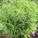 Cramers Blommor Bambus Bimbo Potteplante
