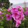 Phlox Paniculata 'Eva Cullum' Staude