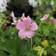 Storkenæb 'Rose Clair' Staude