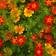 Mountain Valley Seed Company French Marigold