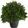 Nearly Natural Boxwood Topiary Artificial Plant