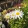 Leucanthemum Superba 'Alaska' Staude