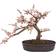 Nearly Natural Cherry Blossom Bonsai Silk Artificial Plant