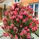 You Garden Bottlebrush Plant Callistemon Citrinus