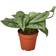 House Plant Shop Pothos Silver Splash Pot