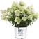 Proven Winners Bobo Hydrangea