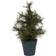 House Doctor Pinus Julgran 30cm