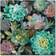 Trademark Fine Art Floral Succulents v2 Crop Poster