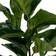 House Nordic Fiddle Fig Kunstig plante