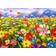 Enjoy Colorful Flower Meadow 1000 Pieces