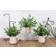 Der Rose B07VKJKFN2 Artificial Plant 3pcs