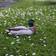 Wildlife Garden DecoBird Mallard Male Dekorationsfigur 12.1cm