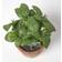 Homescapes Basil Artificial Plant