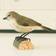 Wildlife Garden DecoBird Gransångare Prydnadsfigur 7.8cm