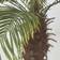 Homescapes Phoenix Palm Tree Artificial Plant