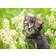 Ravensburger Puzzle 12000367 Kätzchen in der Wiese 500 Teile Puzzle für Erwachsene und Kinder ab 12 Jahren