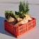 Hay Colour Crate M Storage Box