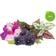 Click and Grow Fruit and Veggie Mix 9-pack Grøntsagsfrø