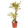 Very Dracaena Fragrans Coast Artificial Plant