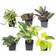 Plants for Pets Easy to Grow Houseplants 6-pack