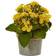 Nearly Natural Artificial Kalanchoe Arrangement