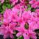 GardenersDream Azalea Japonica